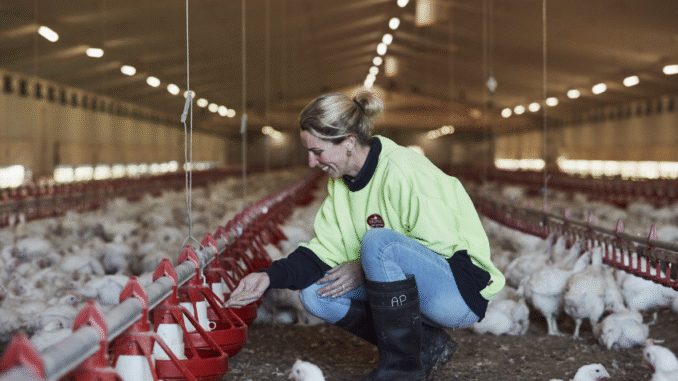LMIA-Approved-Jobs-for-Poultry-Workers-in-Canada-with-Visa-Sponsorship